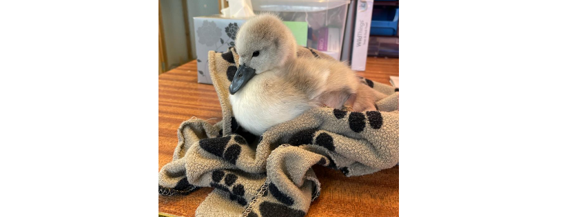 Cuan Wildlife Rescue