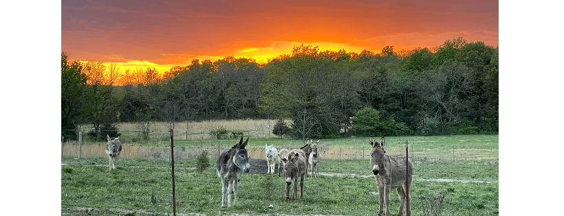 Peaceful Pastures Donkey Rescue