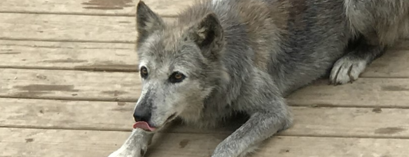 Wolf Creek Habitat & Rescue
