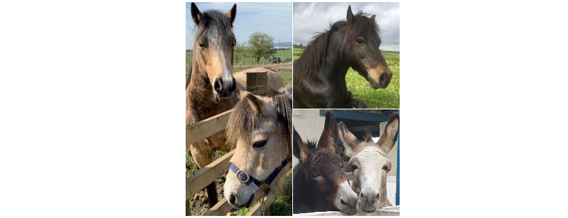 Only Foals and Horses sanctuary