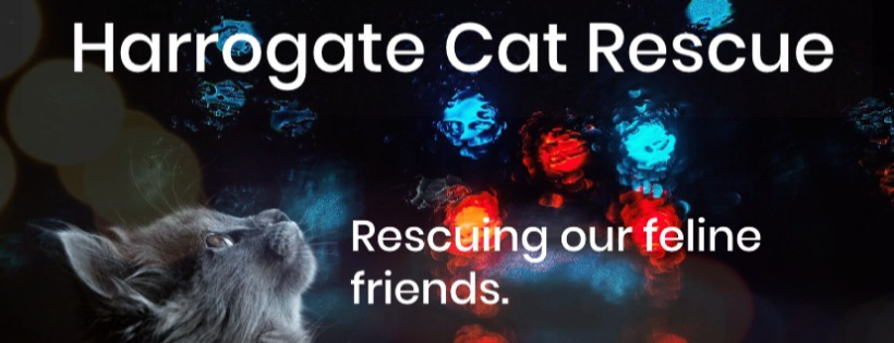 Harrogate Cat Rescue