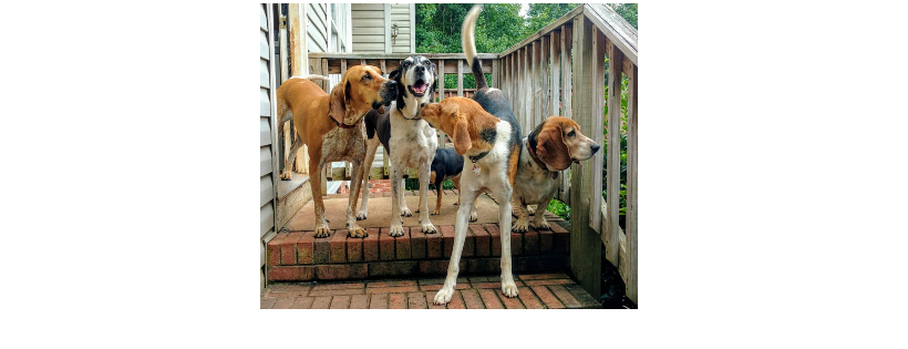 Carolina Loving Hound Rescue