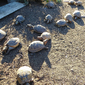 American Tortoise Rescue Logo