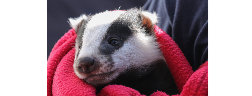 Badger Trust
