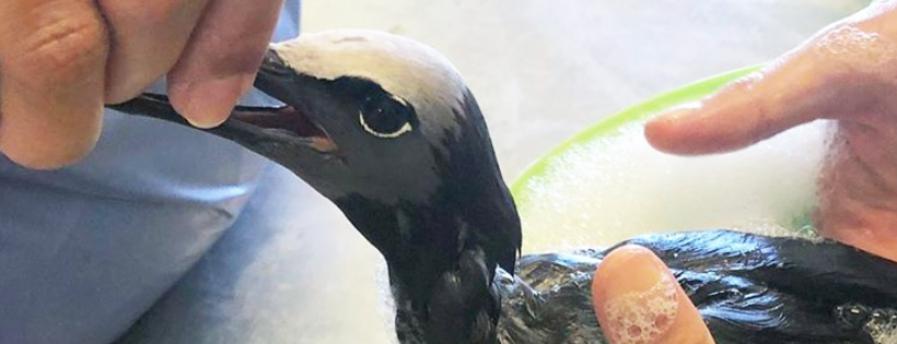 Hawaii Wildlife Center