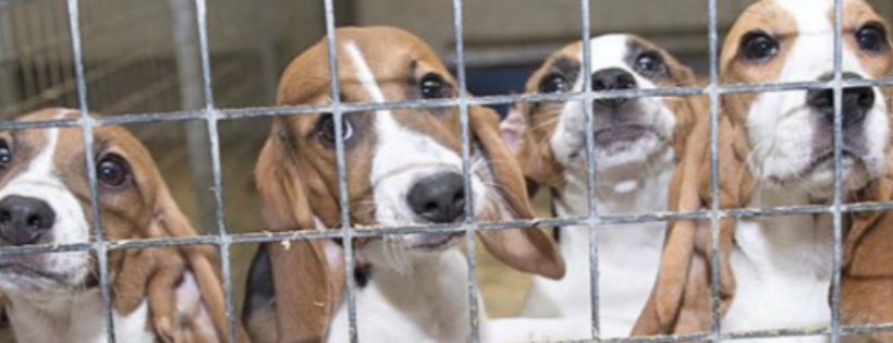 Beagle Freedom Project