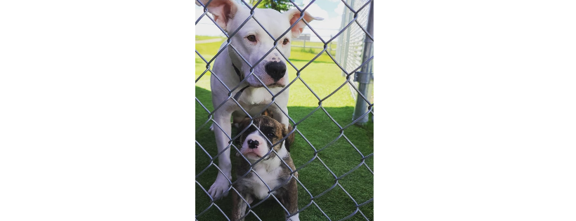 Pups with soul rescue foundation
