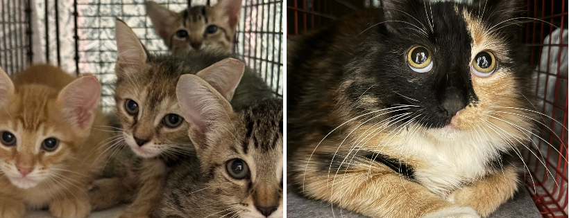Toni TNR Tails, Inc