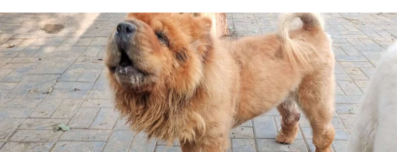NoToDogMeat Foundation