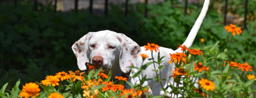 Illinois Birddog Rescue