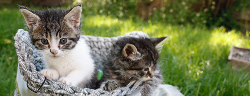 Orphan Kitten Project at UC Davis