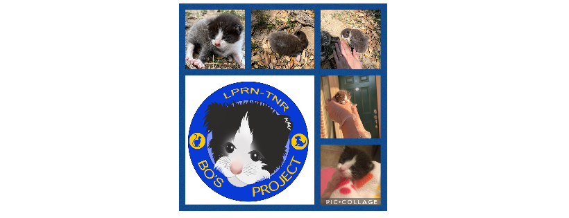 Lucky Penny Rescue Network Inc