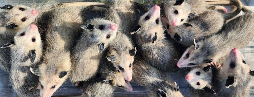 Halfway Home Wildlife Rehab
