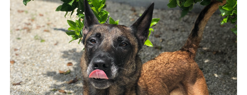 Malinois Rescue League