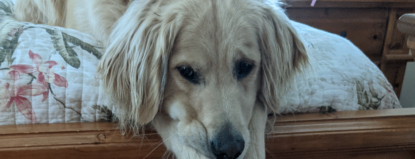 Joshua's House for Golden Retriever Rescue