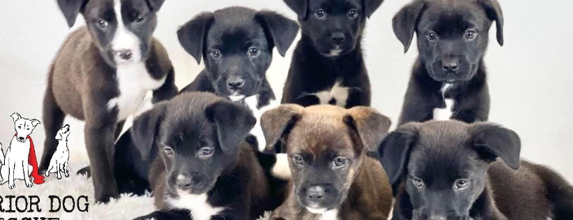 Warrior Dog Rescue