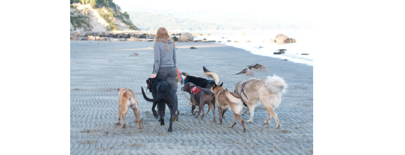 Puca's Pack Rescue