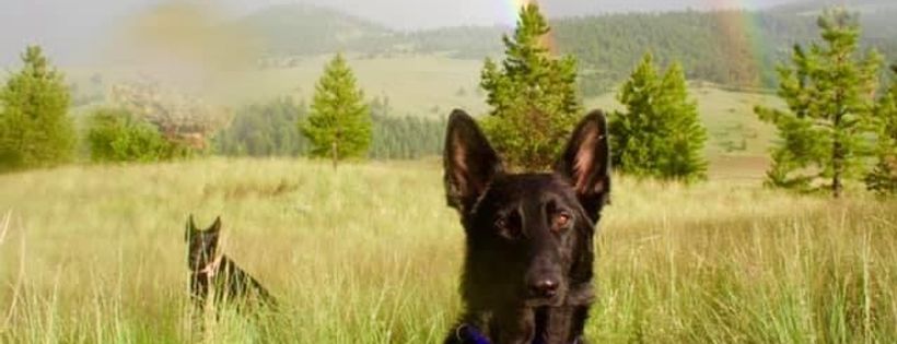 German Shepherd Rescue of Texas