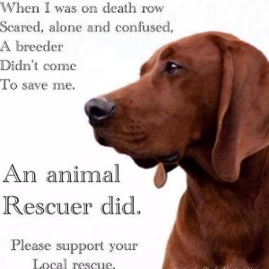 All Animals Rescue and Rehome Logo
