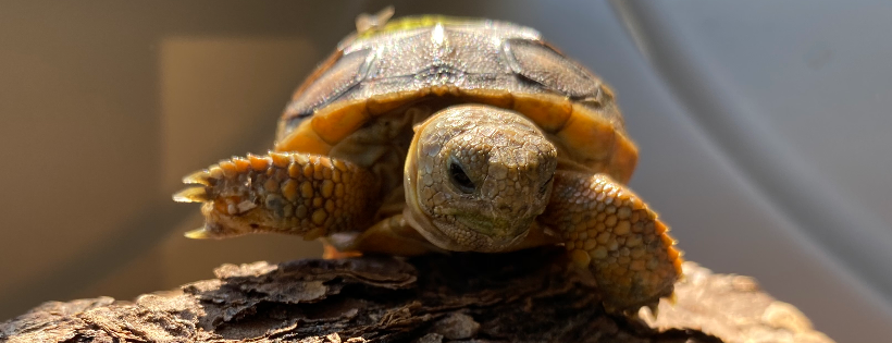 Rescuing Ocala Wildlife (ROW)