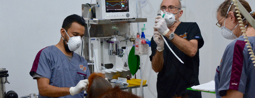 Orangutan Veterinary Aid (OVAID) UK