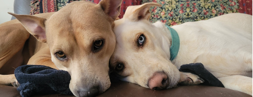 Linus & Friends