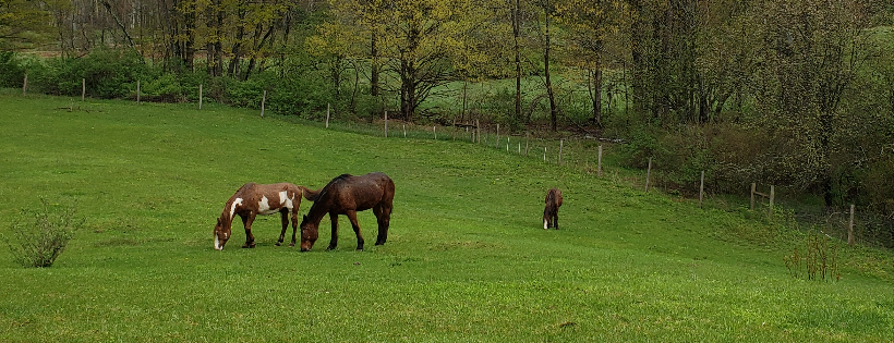 Faerie Glen Sanctuary