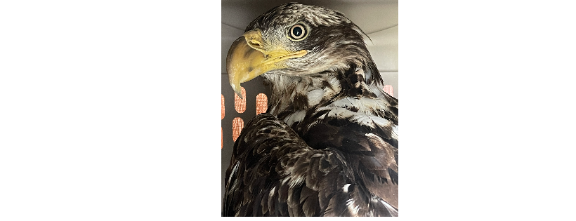 Maine Wildlife Transport Inc