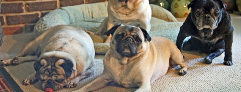 Wichita Pug Rescue