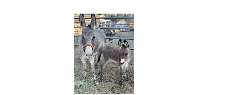 Fairytale Farm Miniature Horse and Donkey Rescue