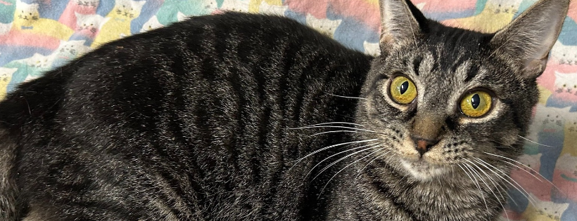 Rags to Riches Cat Rescue