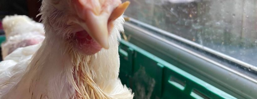Northern Ireland battery hen rescue