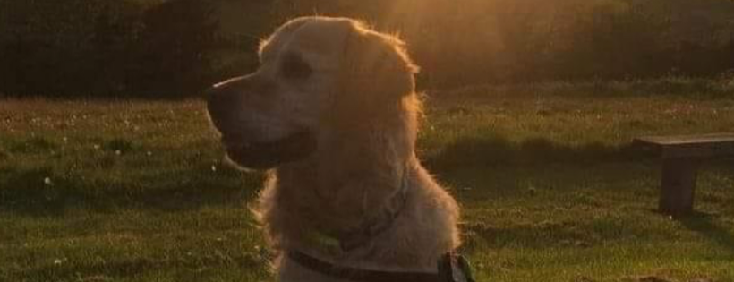 Second Chance Dog Rescue C.I.C