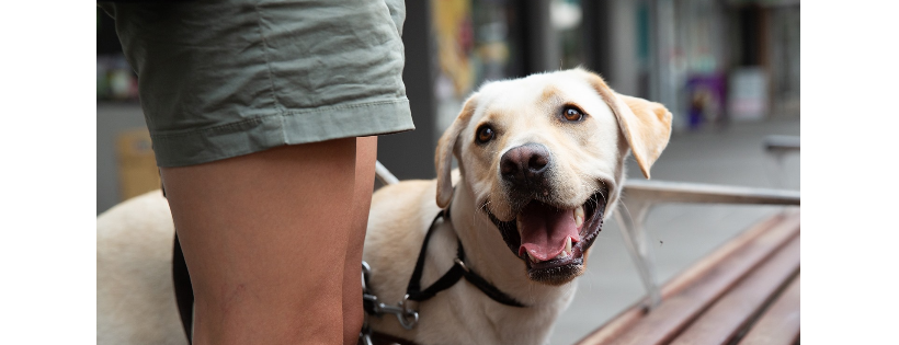 Guide Dogs Victoria