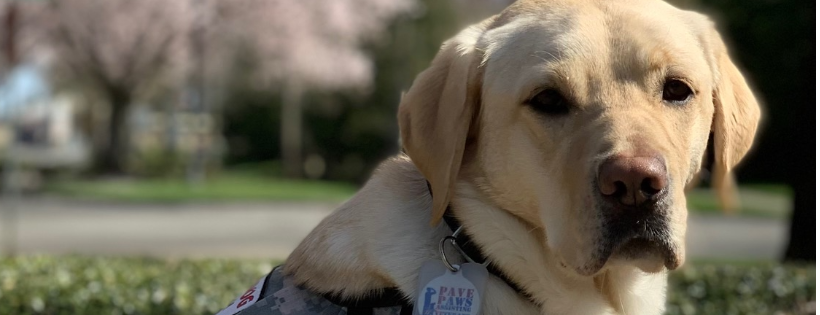Paws Assisting Veterans