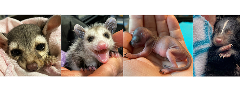 MoonShine Wildlife Rehabilitation
