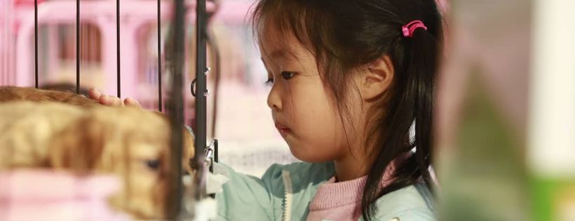 NoToDogMeat Foundation