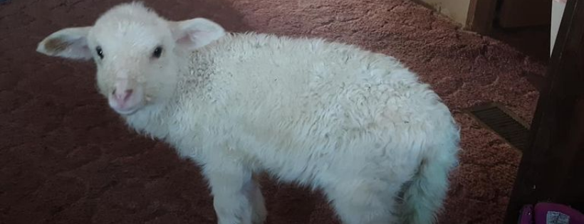 GingerSnap Rescue Ranch
