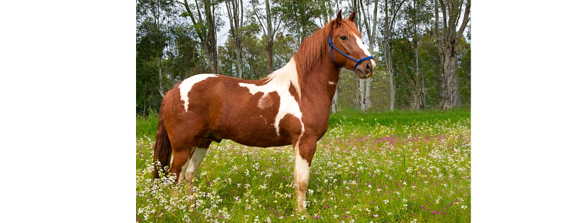 Tracy Acres Equine Sanctuary