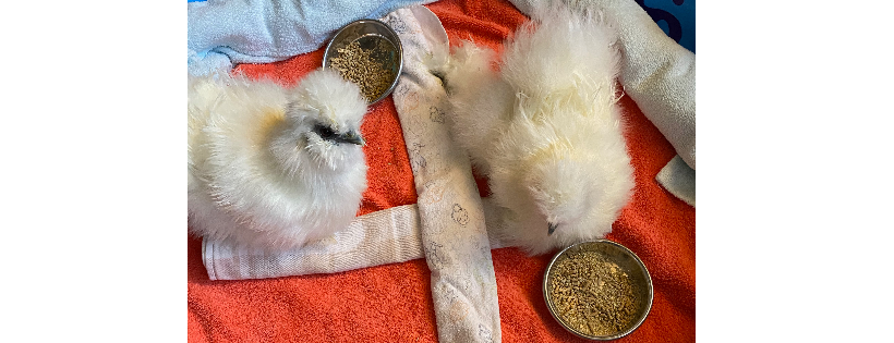 Institute for Animal Happiness