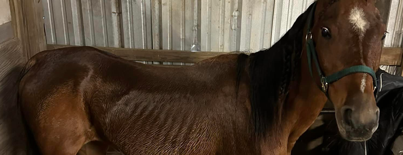 White-Gates-Farm Equine Rescue