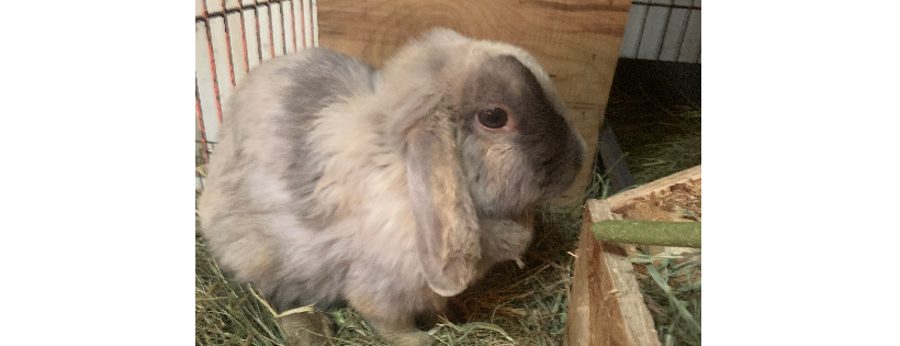 Lucky Bunny Rescue
