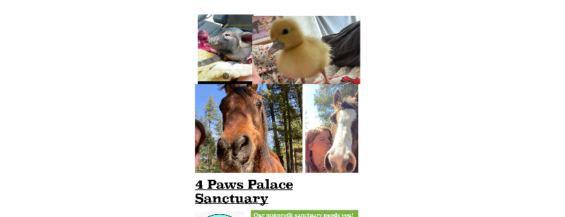 4 paws palace sanctuary