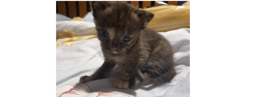 Best Friends Pet Rescue Association Inc. NSW R251000010