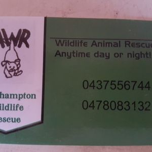 Rockhampton wildlife rescue