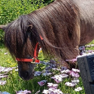 Munchkins Miniature Shetland Rescue