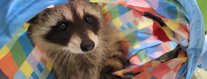 Firefly's Wildlife Rescue