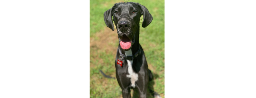 great dane rescue of southern texas