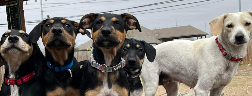 Faith and Hope Foundation rescue