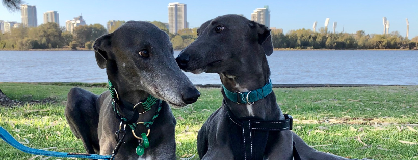 Free The Hounds Inc